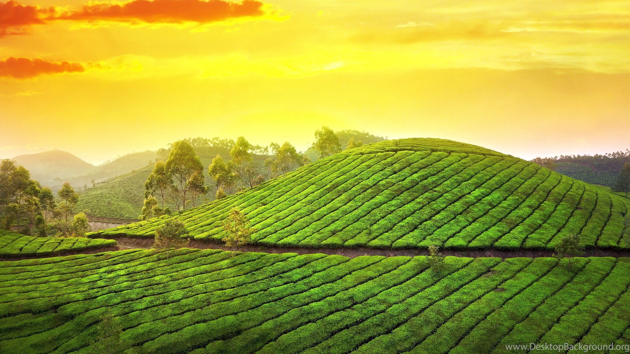 Enchanting Kerala