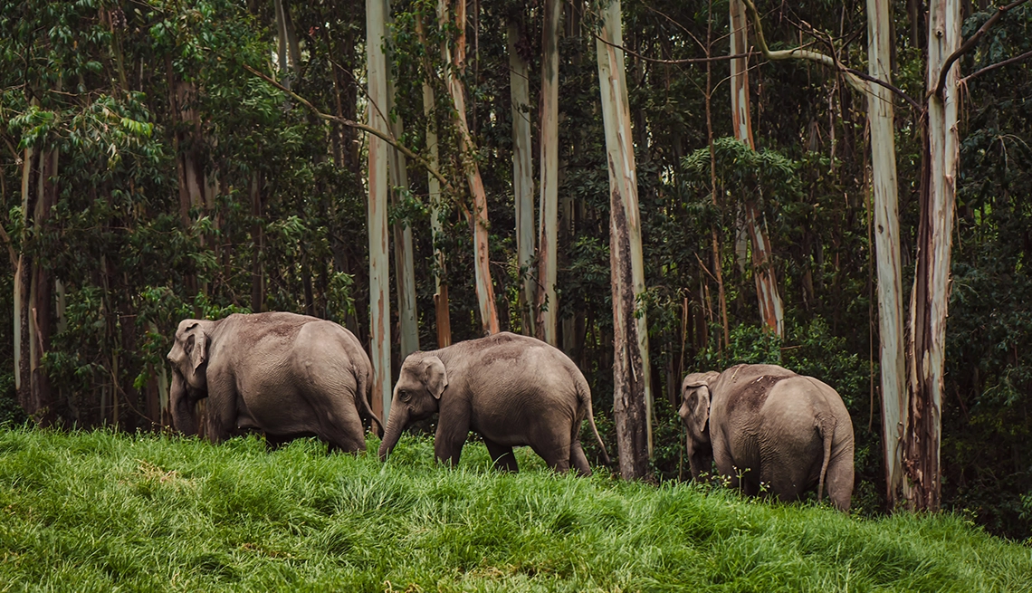 Kerala Retreat Holiday