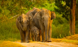 Bandipur National Park